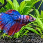 Mixed Fancy Guppy (Pair)