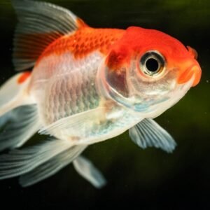 Red Cap Oranda Goldfish