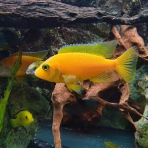 Halfmoon Betta (Male)