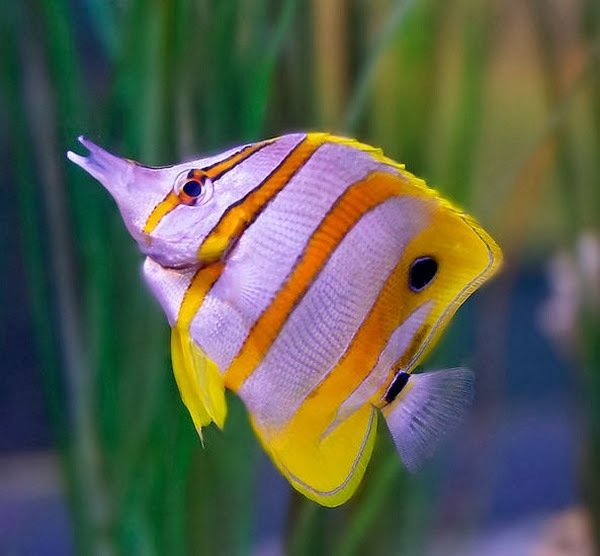 Butterfly Fish