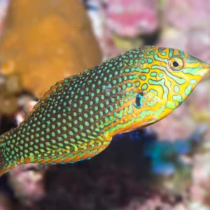 Green Leopard Wrasse