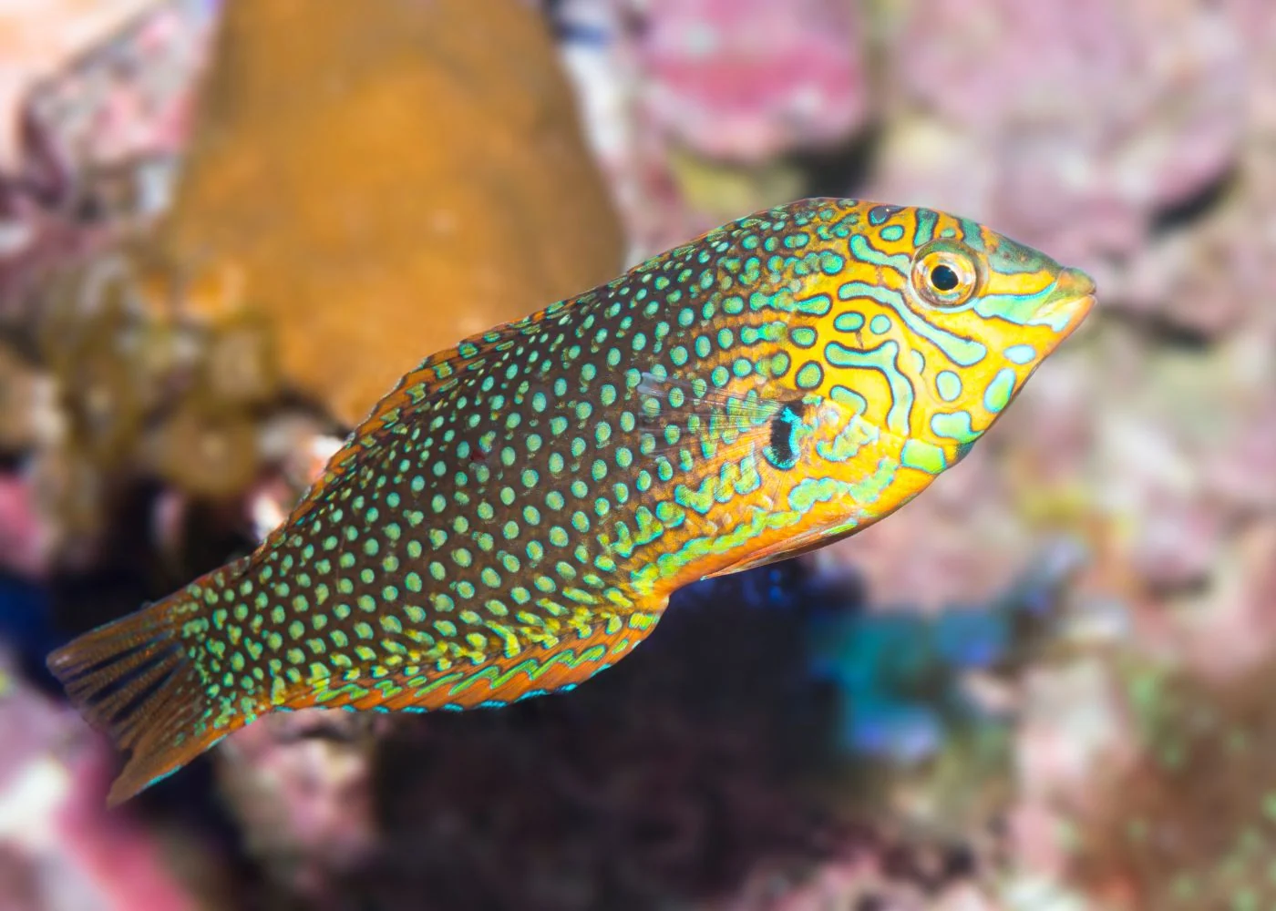 Green Leopard Wrasse