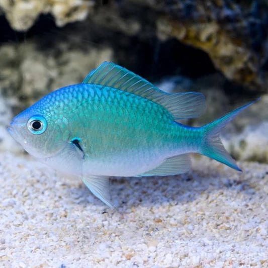 Damsel & Chromis Fish
