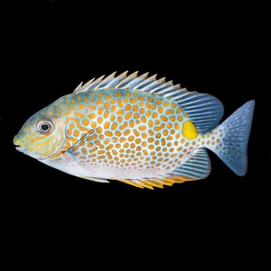Rabbit Fish