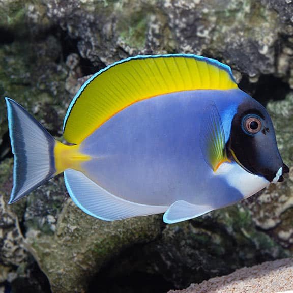 Tang Fish