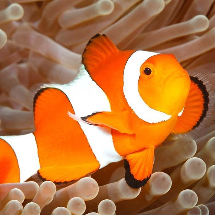 Clown Fish