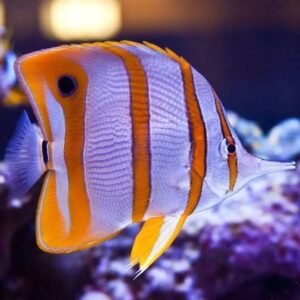 Copperband Butterflyfish