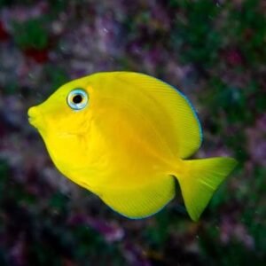 Blue Tang Fish – Premium Marine Aquarium Fish