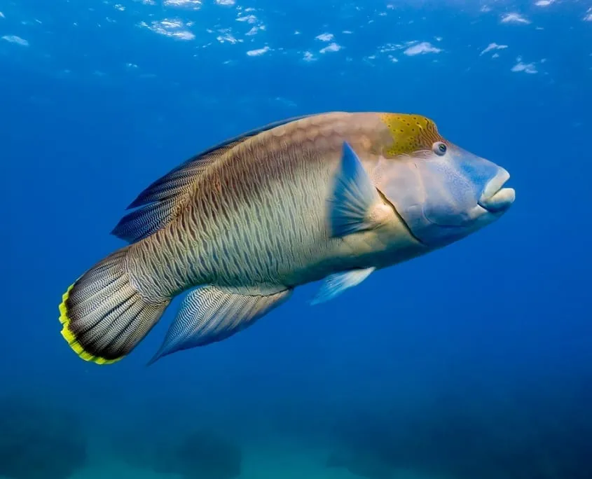 Wrasse Fish